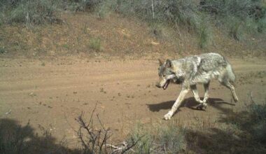 In Deschutes County, one group of wolves struggle while another thrives