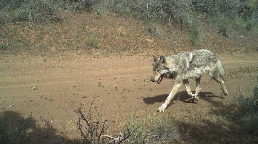 In Deschutes County, one group of wolves struggle while another thrives