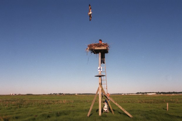 Caption: OLD LYME -- 6-28-97--An adult osprey buzzes Mike O'Leary,  a member of a volunteer banding team that is taking the  fledglings from the osprey's nest to band them on Great Island.  Once the juvenile birds are removed from the nest they are taken  to the ground where the team places bands on their feet, then  returns them to the platform. (Courant Photo by Michael Kodas)  Photographer: Michael Kodas  Credit: The Hartford Courant  City: OLD LYME  State: CT  Date: 19970729  ORG XMIT: