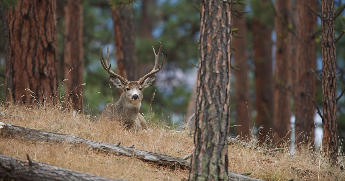 State Petition to Ban Hunting and Fishing Fails First Signature Verification Step