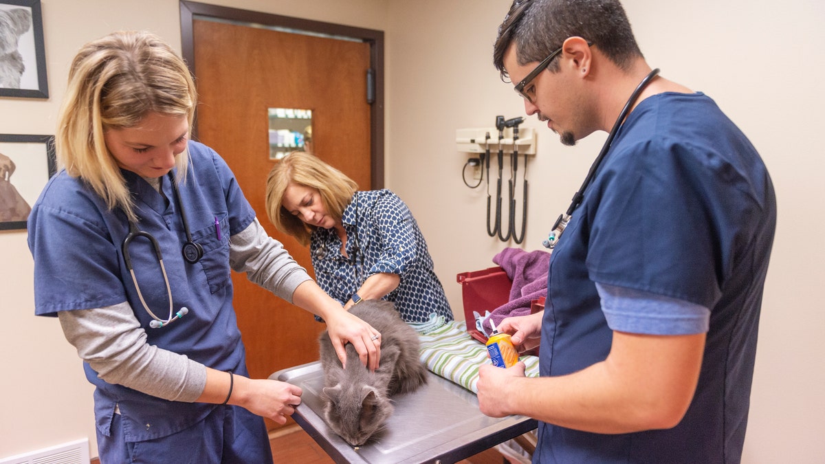 veterinarian Amy Keith