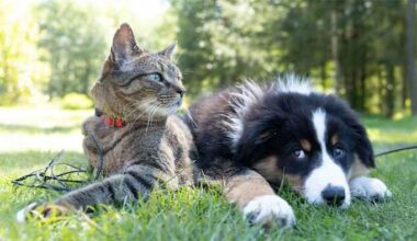 Why wildfire smoke hits your pets harder than it hits you and how to keep them safe