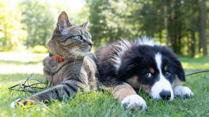 Why wildfire smoke hits your pets harder than it hits you and how to keep them safe