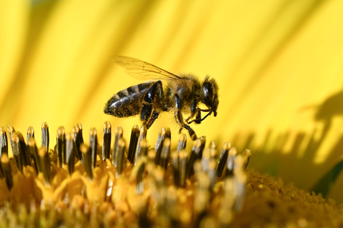 Probiotic and prebiotic supplements found to improve bee survival in extreme temperatures