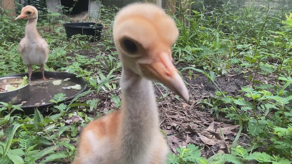The rare Sarus Crane chicks are now two weeks old.