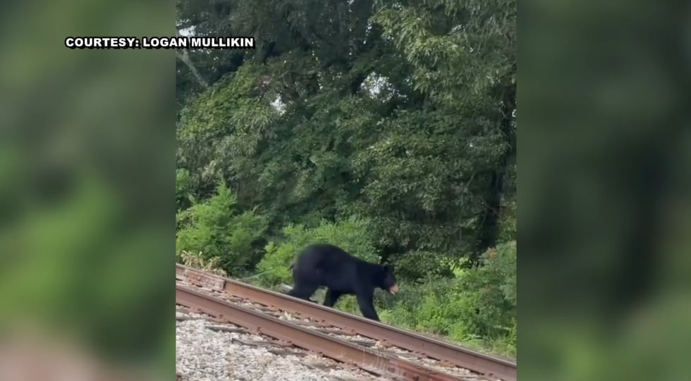 Black bear sighting