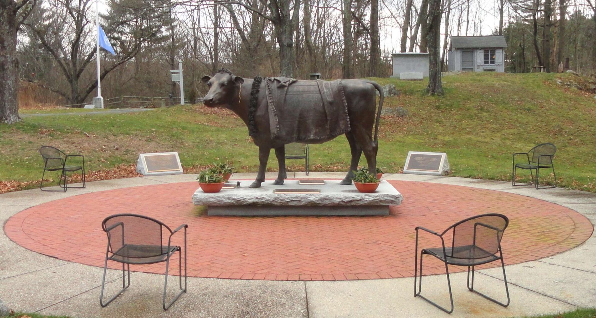 Emily the cow escaped a slaughterhouse for 40 days