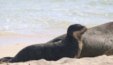 Rocky’s 16th monk seal pup to end nursing period soon