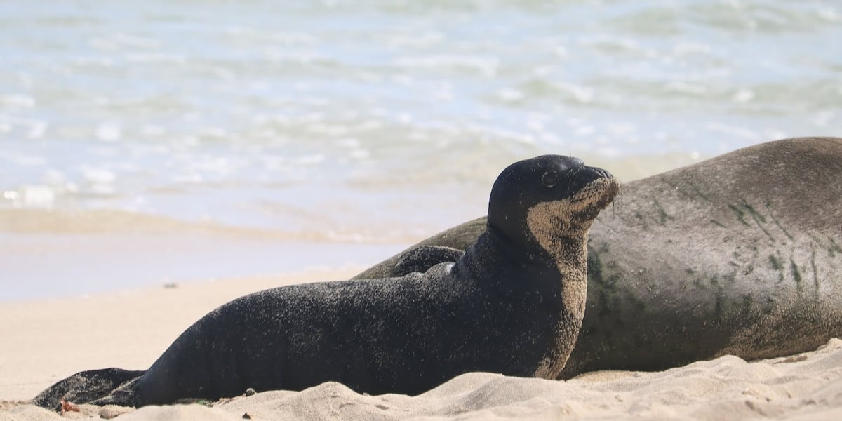 Rocky’s 16th monk seal pup to end nursing period soon