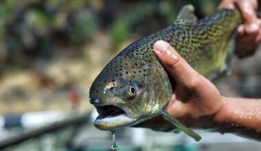 Does the Endangered Species Act protect animal habitats? – Deseret News