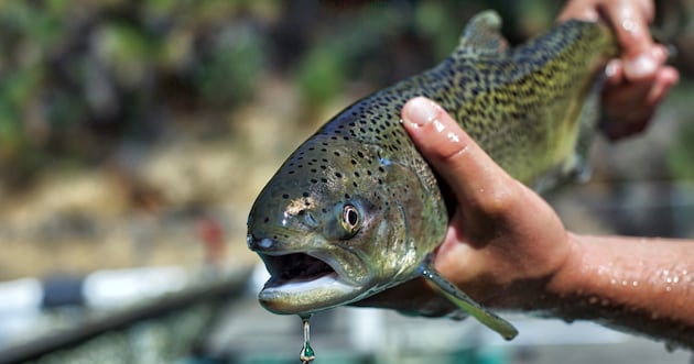 Does the Endangered Species Act protect animal habitats? – Deseret News