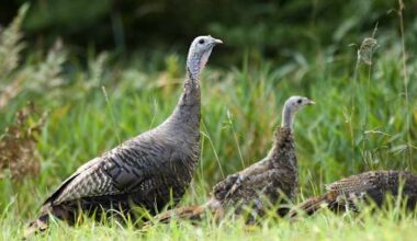 Want to help track Michigan’s next generation of wild turkeys? Here’s how