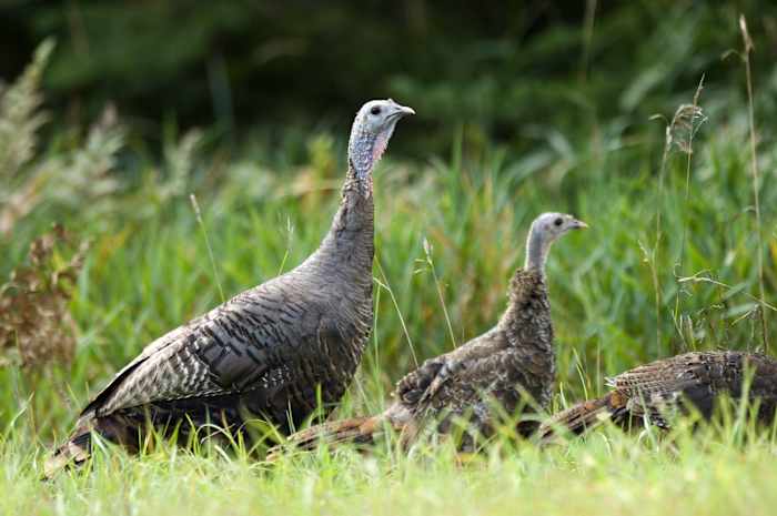 Want to help track Michigan’s next generation of wild turkeys? Here’s how