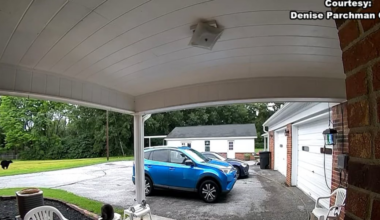 Black bear spotted in Jackson neighborhood