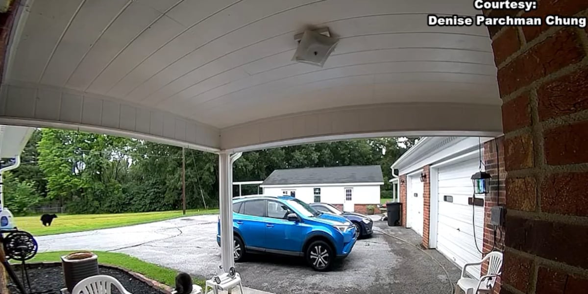 Black bear spotted in Jackson neighborhood