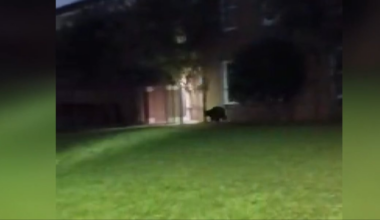 Black bear spotted near Montgomery school now believed east of Wetumpka