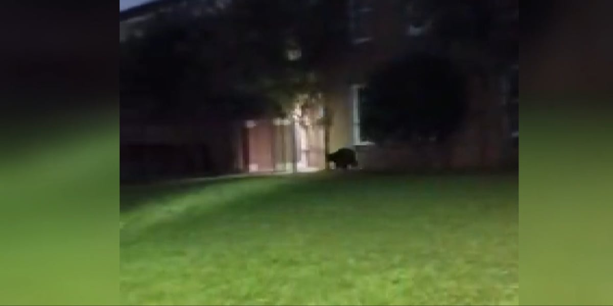 Black bear spotted near Montgomery school now believed east of Wetumpka