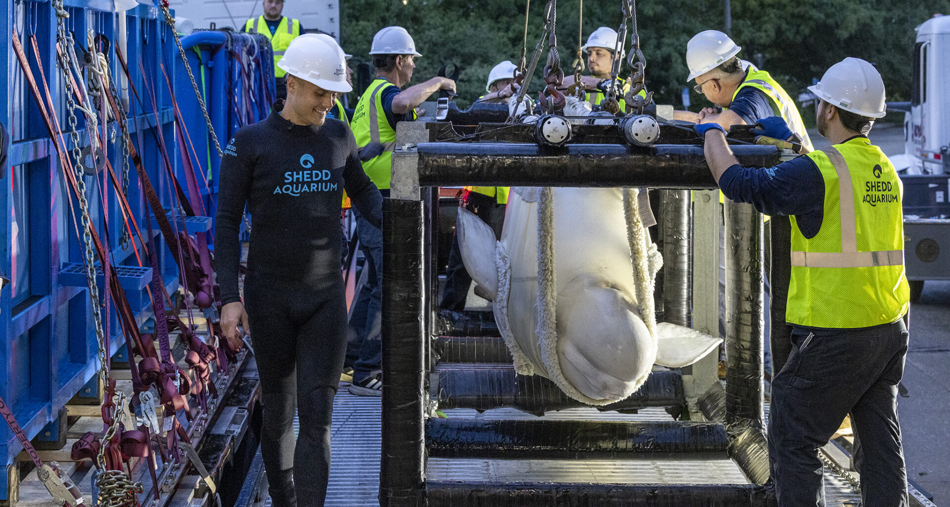 Shedd Aquarium Receives 4 Rescued Belugas From Canadian Park, With More On The Way