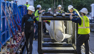 Shedd Aquarium Receives 4 Rescued Belugas From Canadian Park, With More On The Way