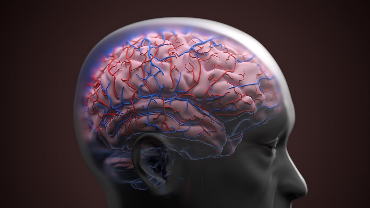 Network of blood vessels in the brain