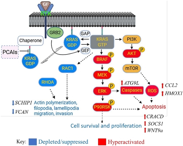 Experimental Compound Blocks 90% of Pancreatic Cancer Migration in The Lab