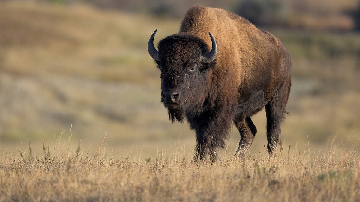 A look at a massive bison in the wild.