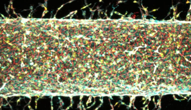 MIT Scientists Grew Artificial Blood Vessels In The Lab Using Magnets : ScienceAlert