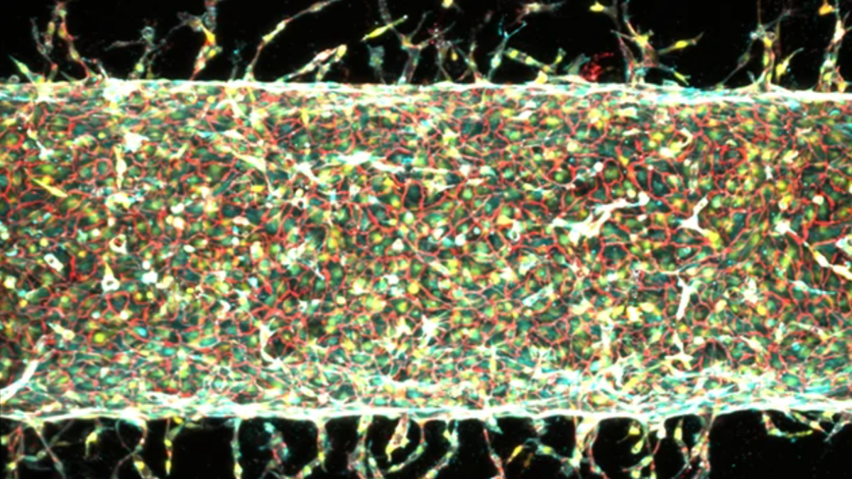 MIT Scientists Grew Artificial Blood Vessels In The Lab Using Magnets : ScienceAlert