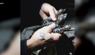 Oklahoma alligator population faces threats from raccoons, freezes, researcher says