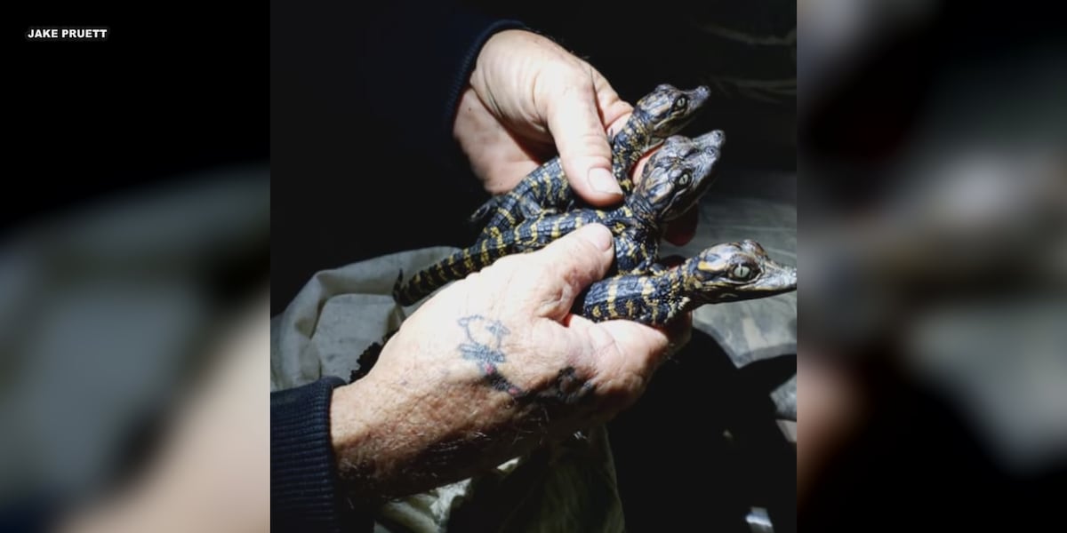 Oklahoma alligator population faces threats from raccoons, freezes, researcher says
