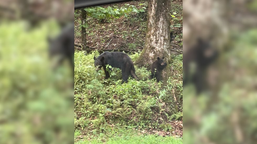 They were seen on Sunday evening.