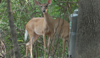 Roanoke residents ask city to address deer overpopulation