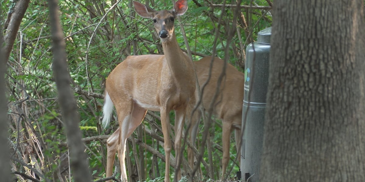 Roanoke residents ask city to address deer overpopulation