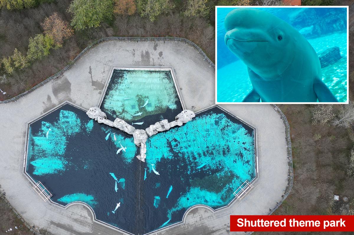 30 beluga whales to be moved from Marineland park in Canada