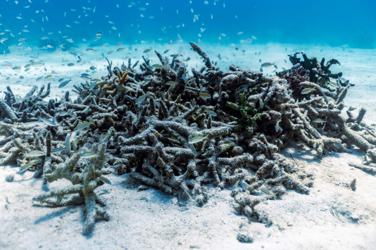Dead coral sits in a pile near Paradise Reef nursery during a Rescue A Reef coral restoration dive out of Diver’s Paradise dive shop located at Crandon Marina in Key Biscayne, Florida, on Aug. 4, 2023.