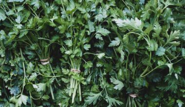 Parsley, Cilantro Potential Sources of Cyclospora in NC