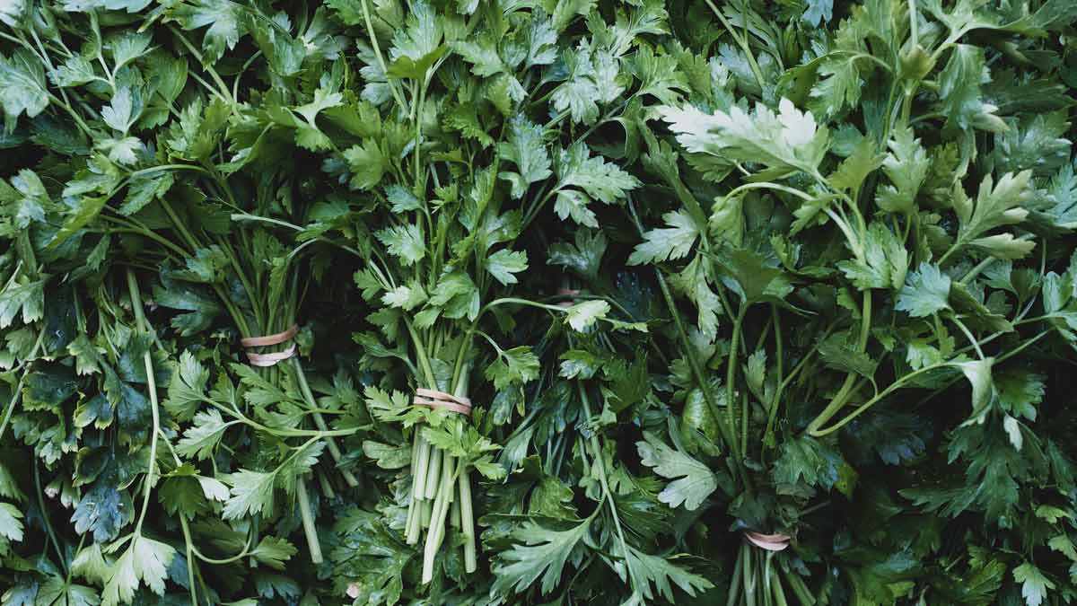 Parsley, Cilantro Potential Sources of Cyclospora in NC