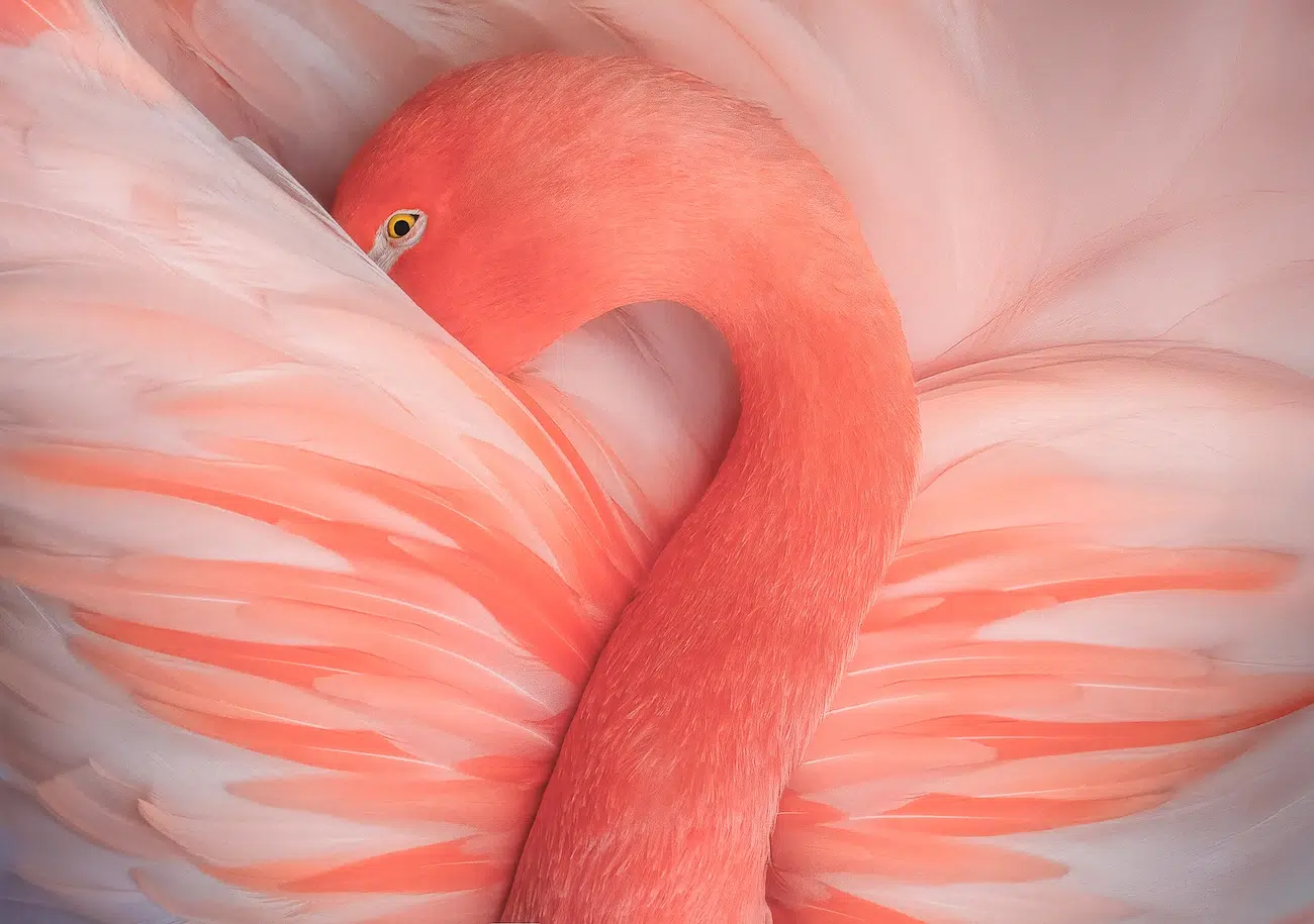 Siena International Photo Awards Festival Nominees
