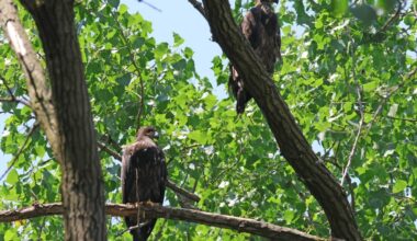 Chicago's first baby eagles this century named