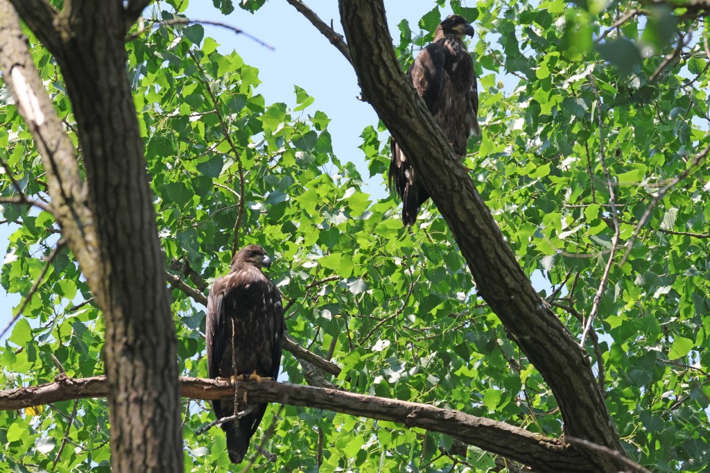 Chicago's first baby eagles this century named