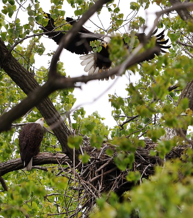 Two adult bald eagles watch over two eaglets in their nest in Chicago's South Deering neighborhood on May 7, 2026. (Chris Sweda/Chicago Tribune)
