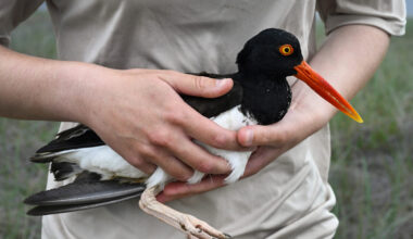United States Fish and Wildlife Service Shorebird Monitor Allison Ruhl carries an adult oystercatch...