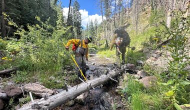 Threatened Gila trout airlifted by New Mexico crews to safeguard rare population