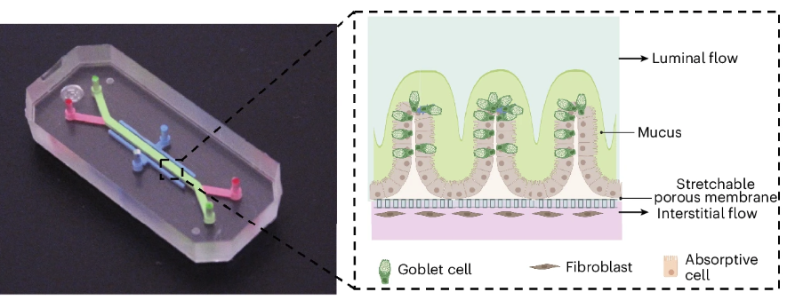 Scientists Build an 'Inflammatory Bowel Disease-on-a-Chip' That Could Transform Research