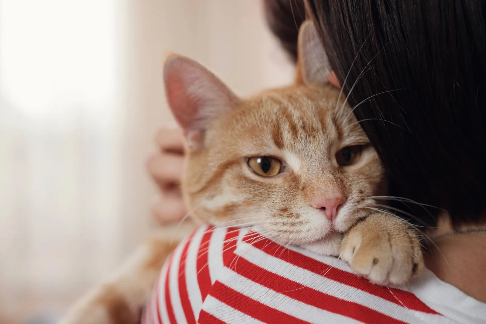 Person holding orange cat