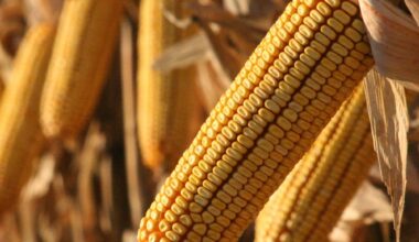 NCGA Report: U.S. Farmers Pay Substantially More for Inputs than Brazilian Counterparts