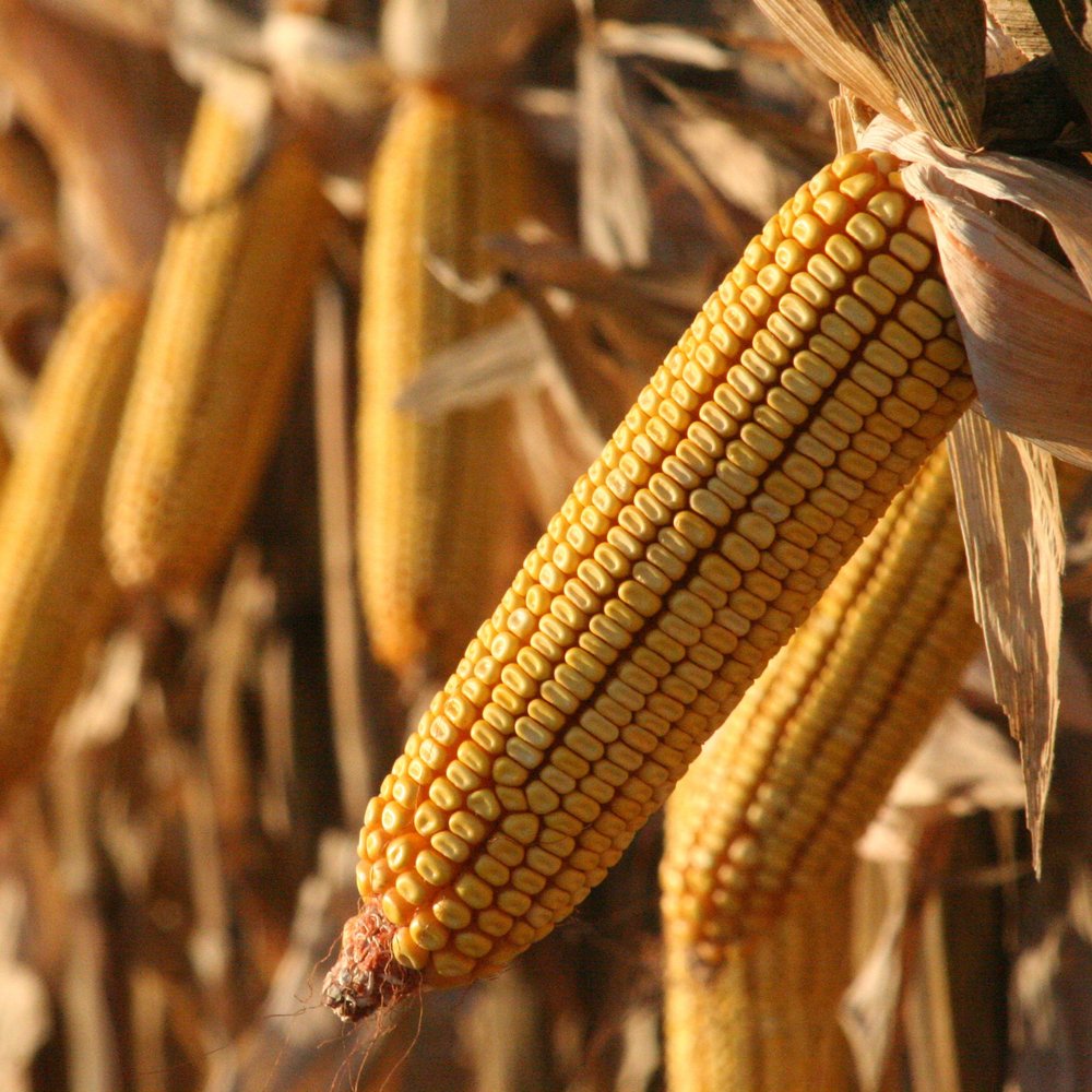 NCGA Report: U.S. Farmers Pay Substantially More for Inputs than Brazilian Counterparts