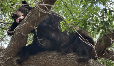 Bear spotted resting in a tree in Boulder County neighborhood