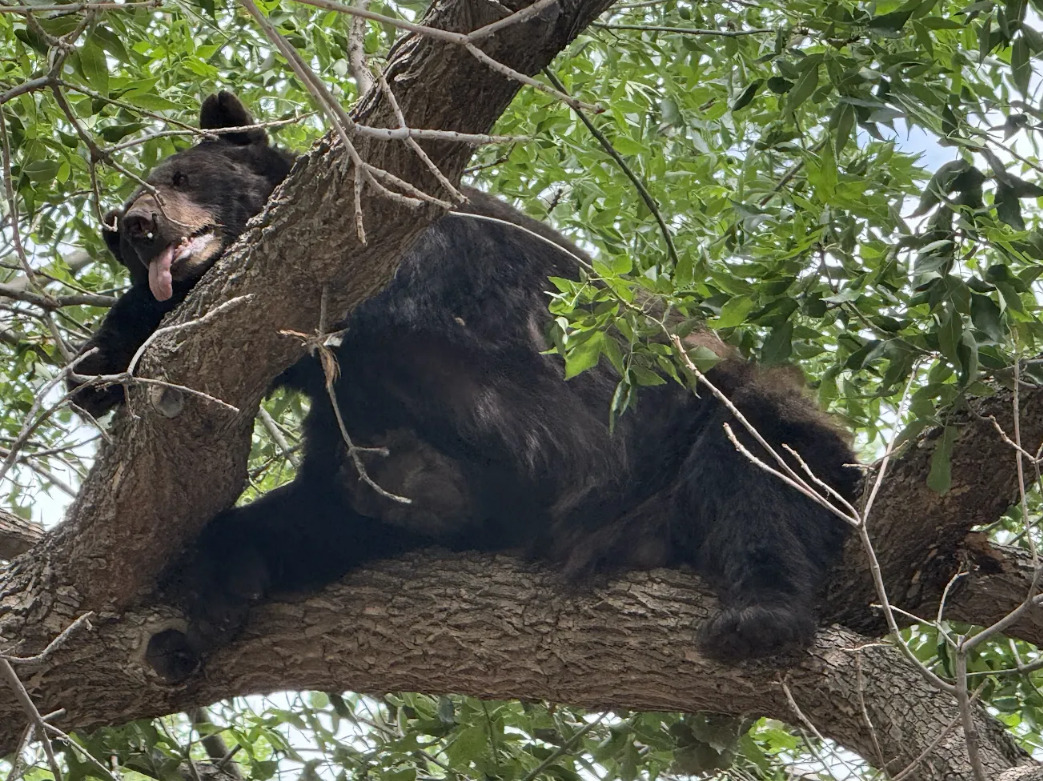 Bear spotted resting in a tree in Boulder County neighborhood