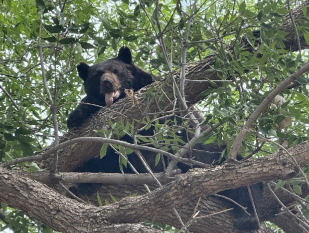 A bear is seen looking at the camera while on tree branches near Driftwood Place in Gunbarrel on Monday, July 27, 2026. (Provided by Nyla Prasad)